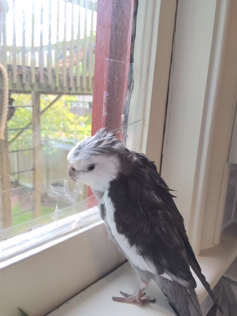 Hard Boiled Egg Hawks have eyes (and noses) in the backs of their heads.