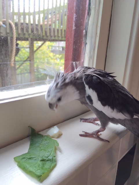 Once the Hawk hones in on your exact coordinates....game over.