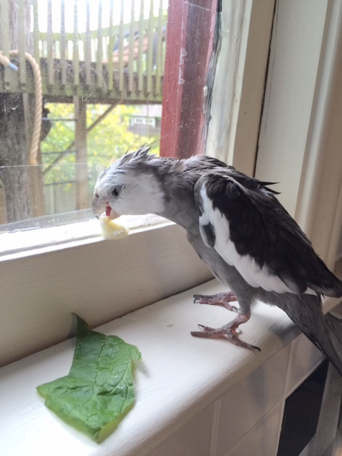 The Hawk's extraordinary patience (in this particular instance) pays off in spades.