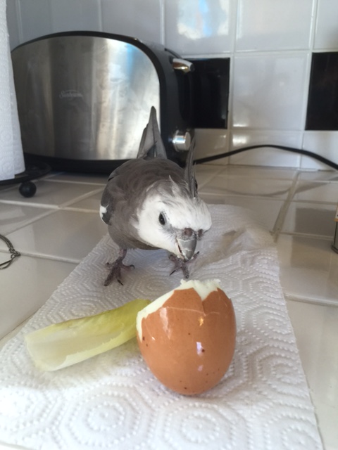 Hi there. My name is Pearl. I am famous and feathery. Your job as prop is to play "second fiddle," okay?