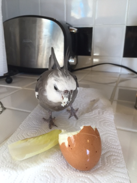 Let's go for a real "action shot" here - I'll lead and you follow me.