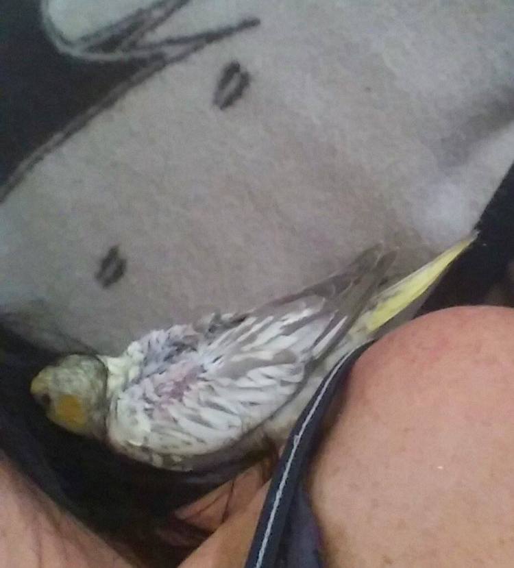 I guess being the flock "beta" isn't such a bad trade for getting 24/7 Mommyguard services.