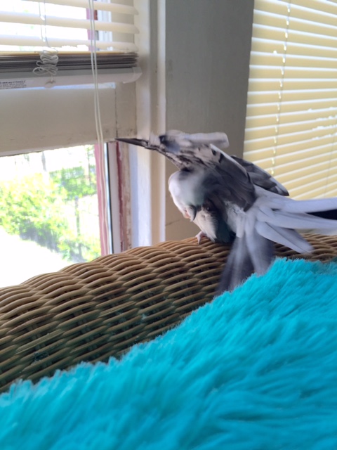 Once the ladybirds get an eyeful of my moves, they will know their search is over.