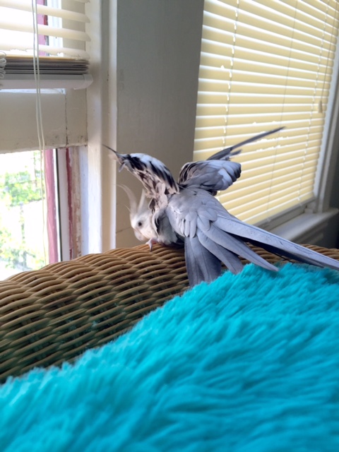 Yeah, yeah, I got it.....