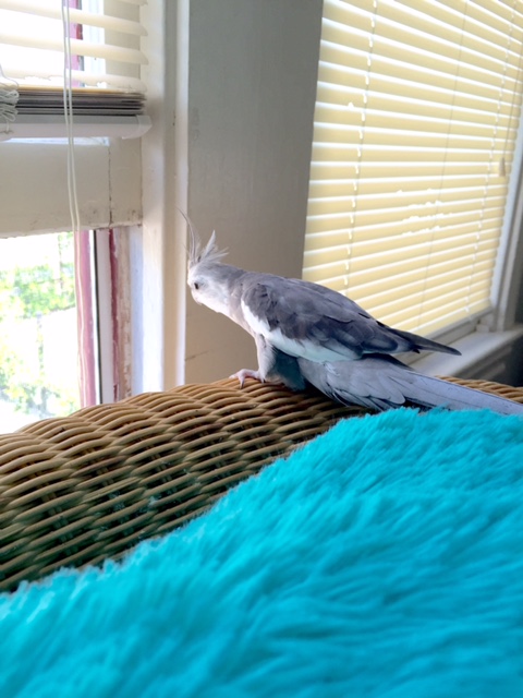 I think now would be the perfect time to work on my courtship routine.