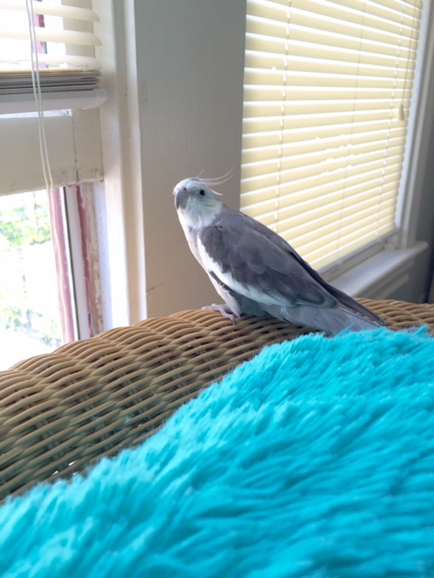 Stand back, Mom....you don't want to get knocked over when the ladybirds storm the gate!