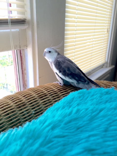 Boy, I sure do hear a lot of feminine singing coming from this direction.