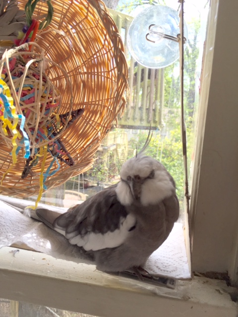 It is hard to snooze really restfully with lurking, drooling fans.