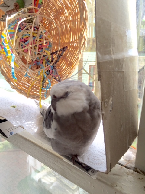 I'll just try one more time.