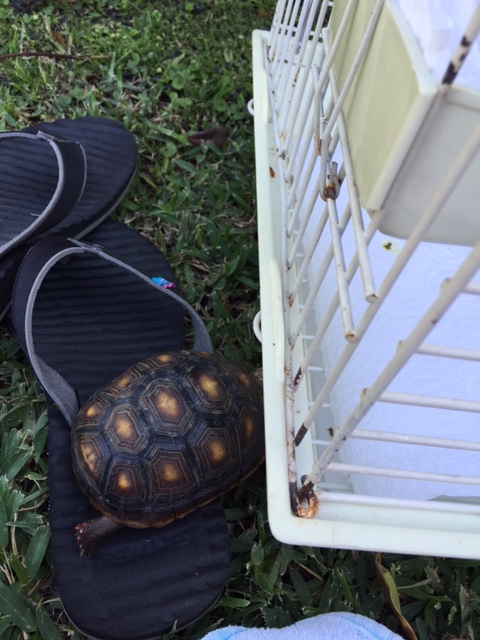 Look at her - she's already checking the perimeter without even going through training first.