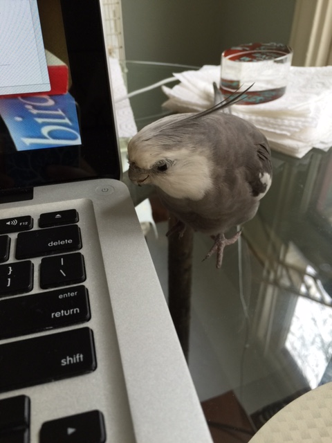 I was called and I came. What seems to be the problem?