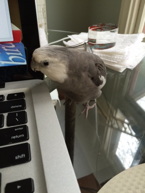 The shiny thing doesn't feel good? Oh no!