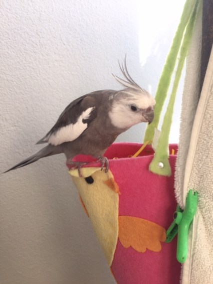 I'll just start my scan of the outer nest perimeter here.