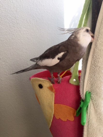 Yes, this all looks nice and tidy - full of "curb appeal" if I do say so myself.