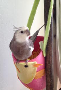 Plus, the occupant is so feathery and fetching....I am quite sure no ladybird will be able to resist this nest!