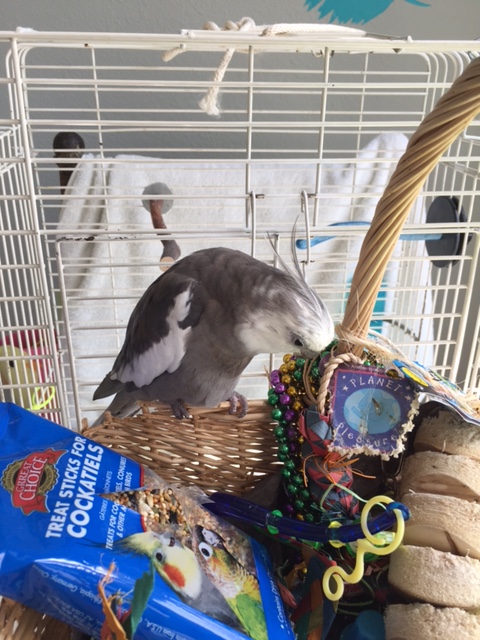 One - scare away competitors, and two - stun the nesting materials into fearful submission.