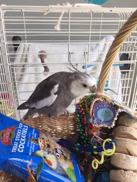 Competitors dispatched and nesting material cowed, you can then immediately commence to the "collecting" stage.