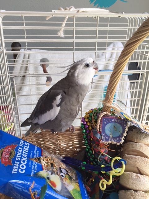 Pull out each soft strand and peruse it thoroughly for quality (ladybirds are very impressed by "perusing").