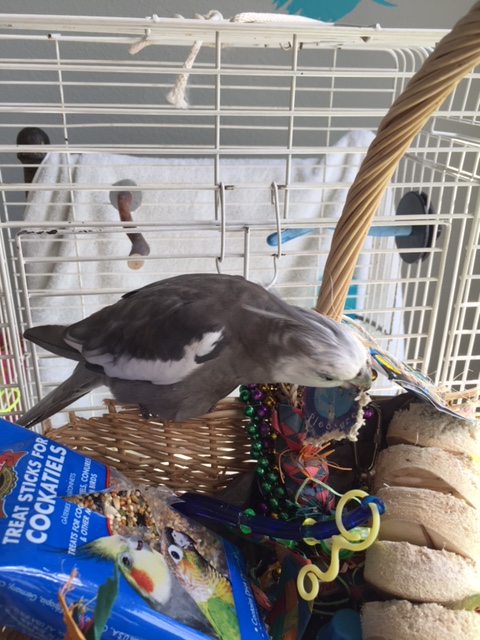 While collection can be quicker at this stage, taking time to strip off smaller chunks ensures extra softness for eggs and newborns (ladybirds prize "extra softness").