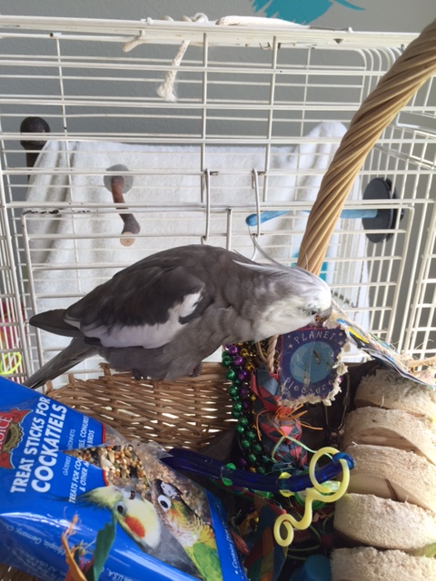 Once you have a beak full, all that is left is to await the horde of eager ladybirds.