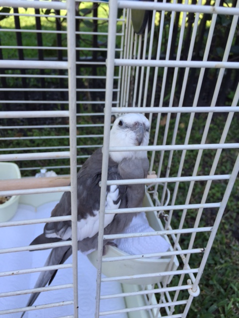 So now we can get back to focusing on the important things - like prettiness and featheriness and cuteness....