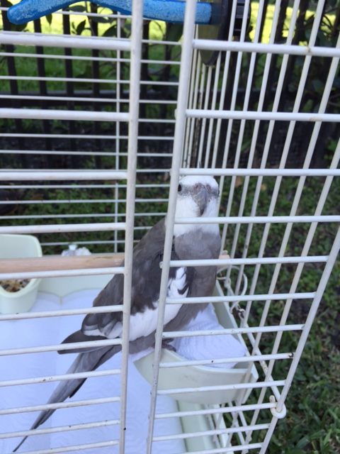 What's that? My new security detail is pretty cute too? Meh...she's okay, but she could really use some feathers.