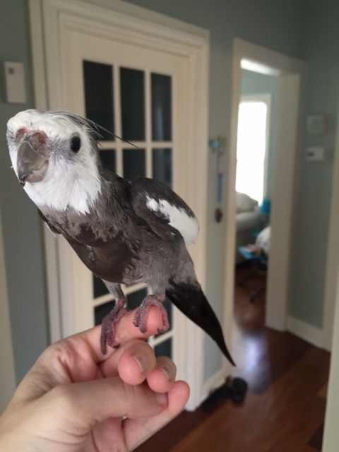 Here, notice how the model's crest and head feathers are smoothly slicked down towards the neckline for a more fearsome and predatory look.