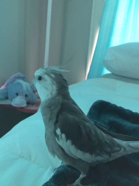 The platypus will be my prop? Let me guess, Mom - you didn't run your "great ideas" by anyone else before you ran with it, right?