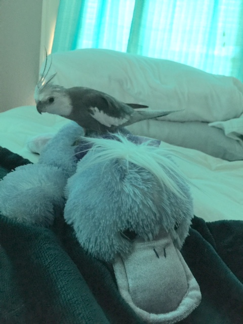 That's right, buddy, I'll split this way and you head that way....she can't catch us both!