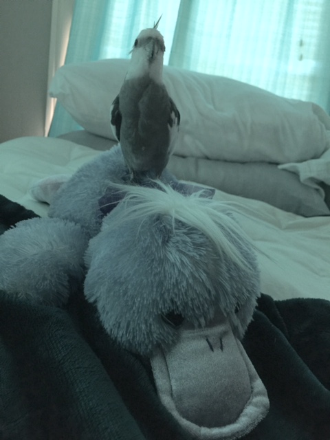 I hope this platypus can double as a seeing eye dog....