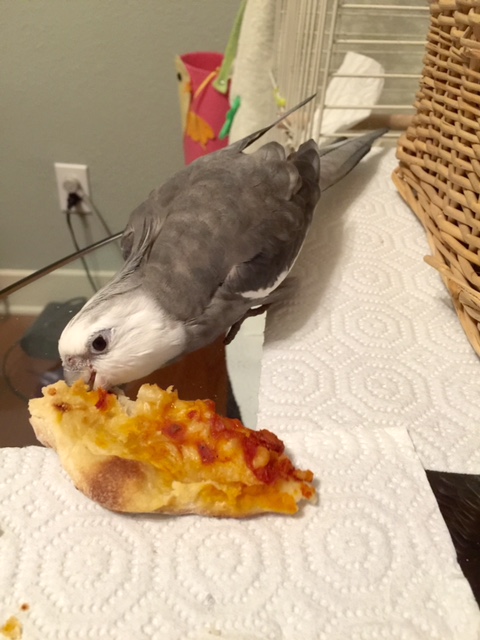 Now you can nip along the edges of the crust (if you can fling the extra particles out to each side as you go, this will help keep your palate clear).