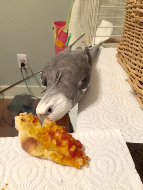 First, stick your beak into the slice and inhale deeply of the aroma (as a side benefit, this will also deter poachers).