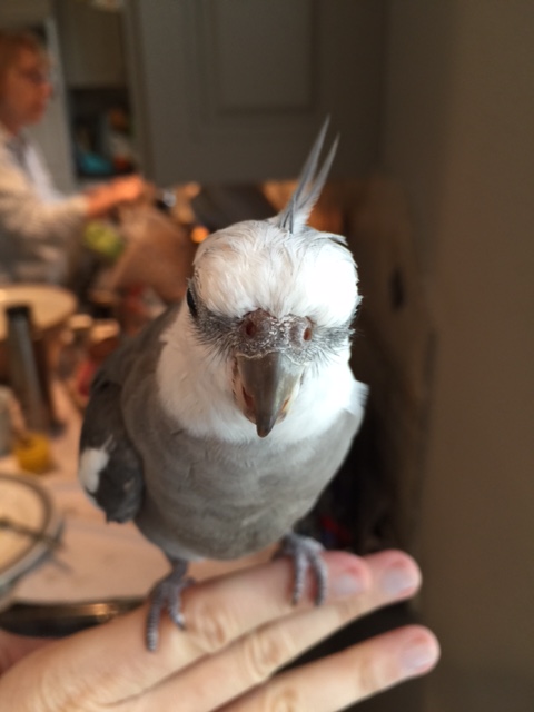 So welcome to the final run-through for the modeling session called "Portraits of Pearl."