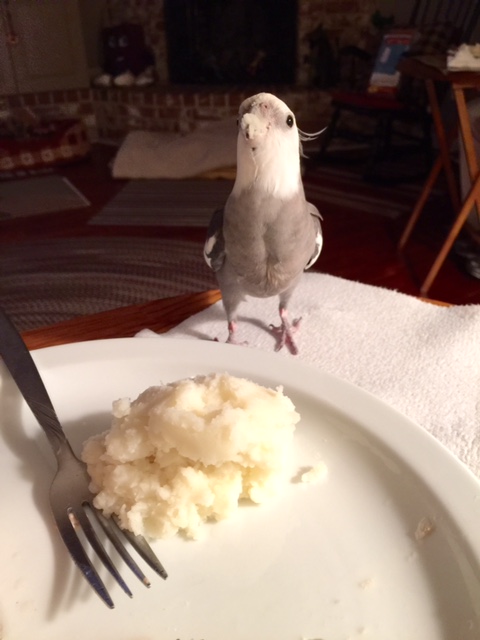 This technique is called "Requesting Backup." Here, you call in the (large, featherless) reinforcements to do the stalking part for you.