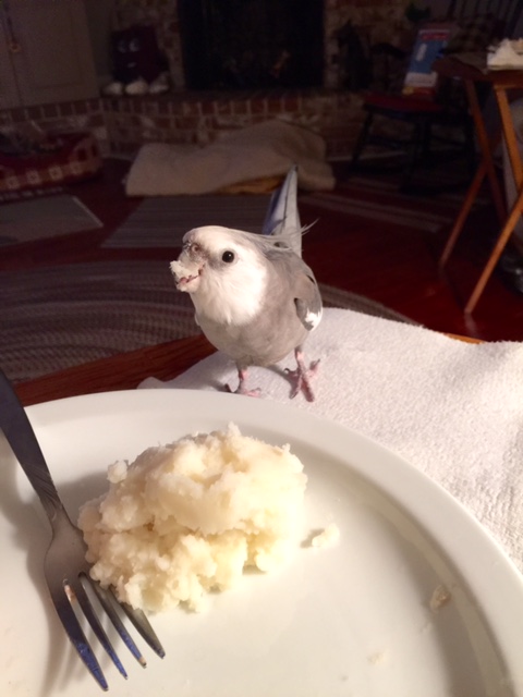 This technique is called "I'm so cute and helpless." The prey will be moved by compassion and offer itself up, saving you the effort of stalking (it will never even know how ferocious you are!)