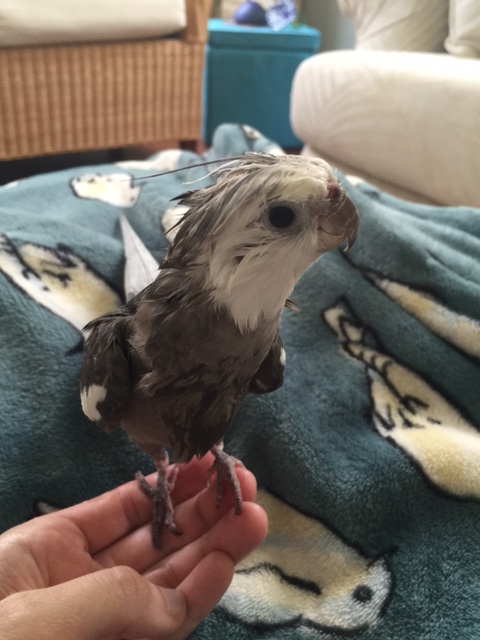 What's that, Mom? Oh yes - I almost forgot!