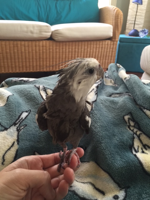 Yup - the ladybirds won't be able to resist the allure of such an in-demand suitor.