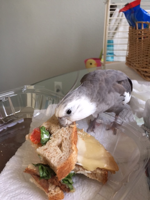 No, Mom, it's perfectly fine. He is demonstrating the perks of joining the Veggie Club. He says he is the sample as well as the club spokes-sandwich.