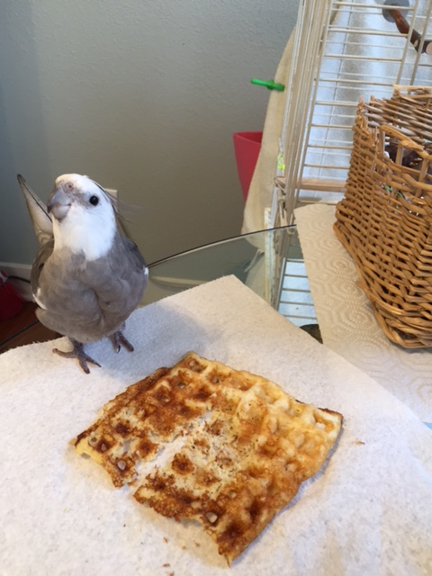 Now where is my large featherless waitress-in-training to document the post-dining process?