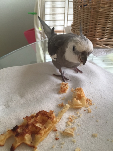 Oh boy oh boy! Many beings might not be able to tell what this is, but my keen "waffle eye" is never wrong.