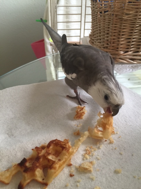 Of course. Now that I've identified the delicacy as a "waffle," of course a poacher would show up.