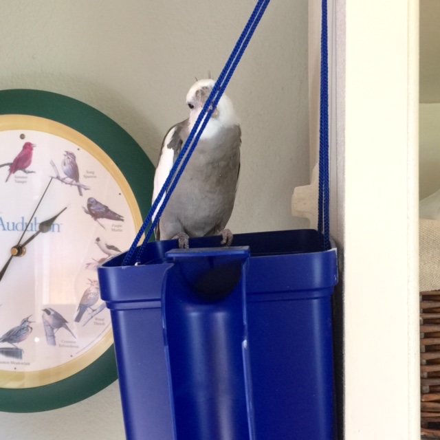 Well, the cabling seems sturdy enough at least.