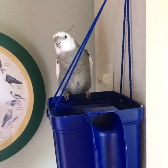 Mom? Care to explain this, um, item?