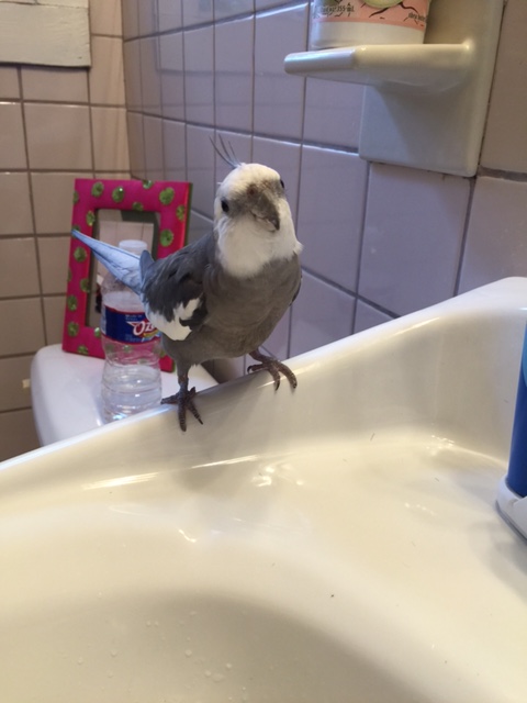 He's really nice, Mom - his name is "faucet" and he's a bit shy, but we're getting to know each other.