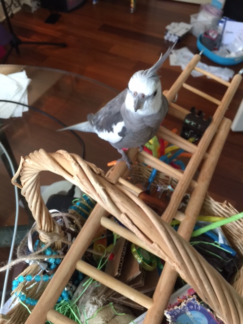 Sheesh. This wood will be fossilized before my large featherless assistant gets around to setting it up!