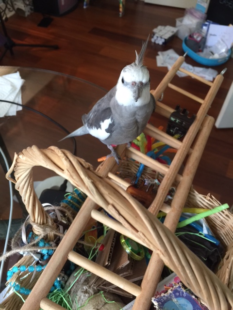 I'm ready to climb up my ladder that my grandpa made for me. 