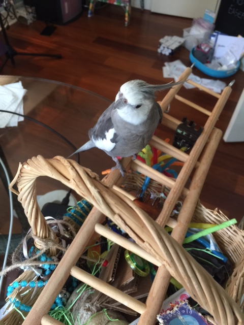 Boy would this ladder be fun to climb if only it was SET UP....