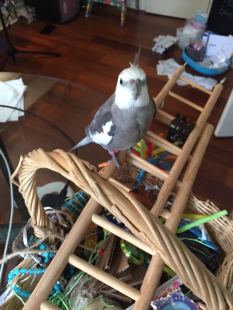 A photo shoot? Of me climbing on my ladder? That is a great idea, Mom! There's just one tiny, itty bitty little problem....