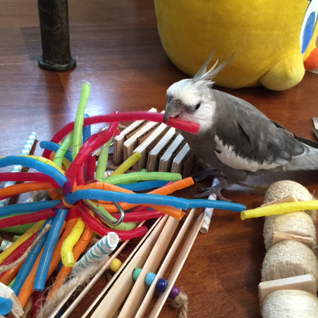 What about you, red springy thing? A "straw?" Well, welcome to Casa Feathers n Beak, Red Straw! 