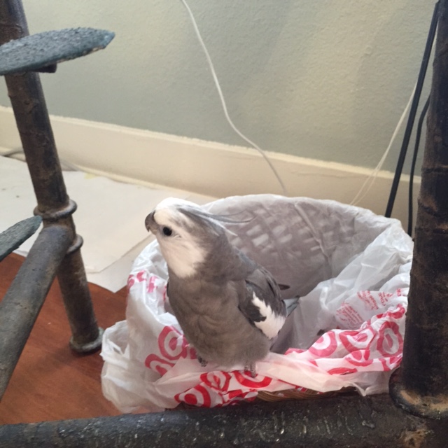 He starts by performing a thorough scan of the rightmost perimeter of the nest.